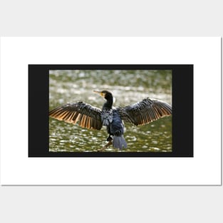 Spread your wings - Cormorant Posters and Art